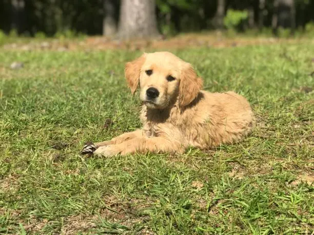 Golden Retriever puppy in the grass