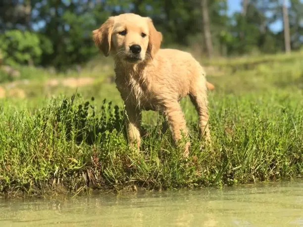 Golden retriever puppy at the pond
