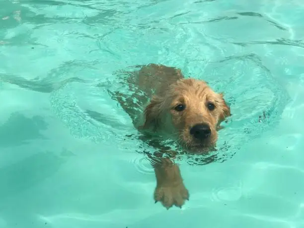 Golden retriever puppy in the pool