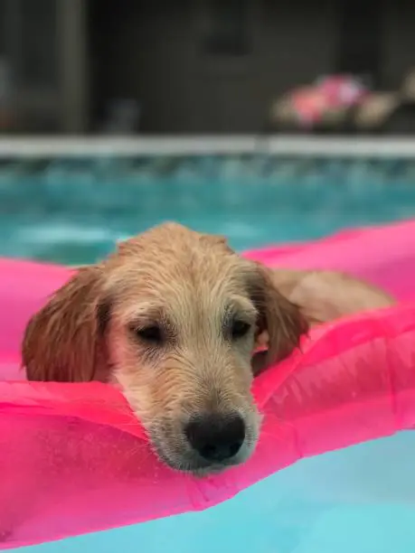 Golden retriever puppy in the pool