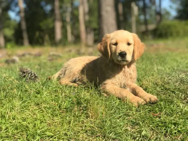 Golden Retriever puppy lays in grass