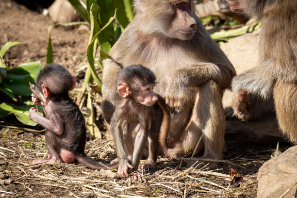 istock A baby Hamadryas Baboon playing outside with their family unit 1267779538