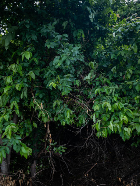 istock Green leaves bush with dark rough trees background 1267780160