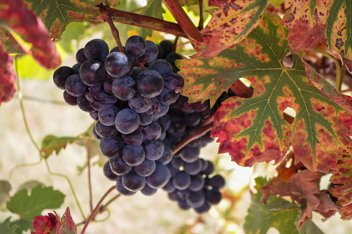 grape harvest bucket with red wine bottle and wine glass in Mediterranean vineyard