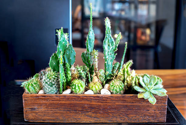 istock Many small cactus in different shapes and different colors growing in pots 1267793550