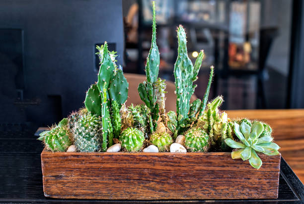 istock Many small cactus in different shapes and different colors growing in pots 1267793555
