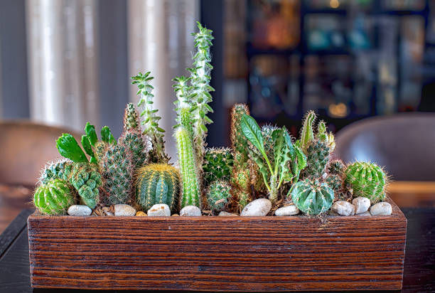 istock Many small cactus in different shapes and different colors growing in pots 1267793559