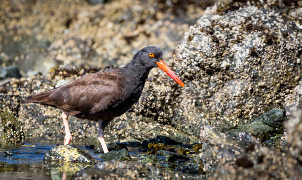 istock A black oyster catcher 