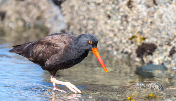 istock A black oyster catcher 