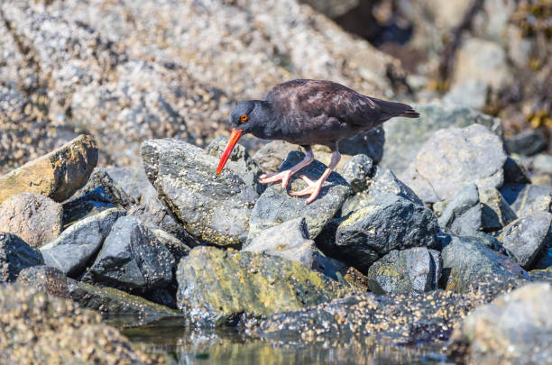 A black oyster catcher \