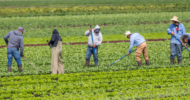 immigrant farm workers Victoria B.C. Canada-08/03/2020: Immigrant farm workers hoe weeds in a farm field of produce. immigrant stock pictures, royalty-free photos & images