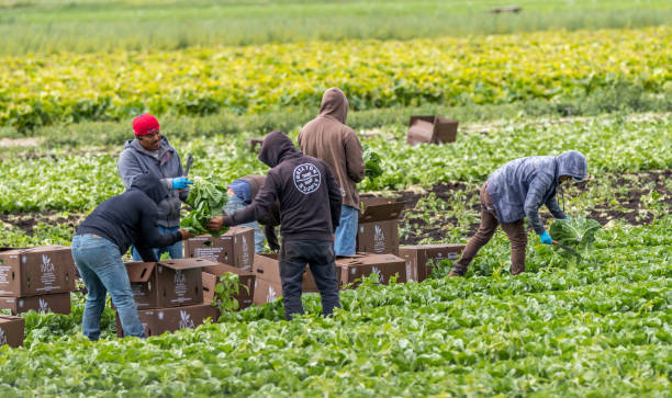 trabajadores agrícolas migrantes - trabajador emigrante fotografías e imágenes de stock