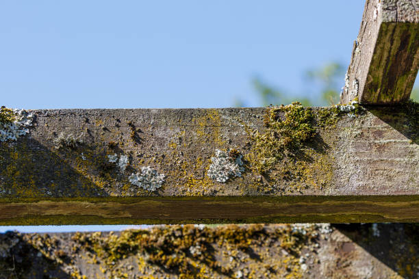 Wooden construction with moss and lichen