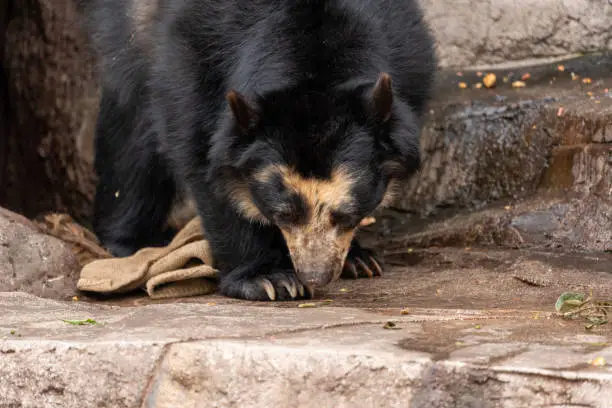 Spectacled bear