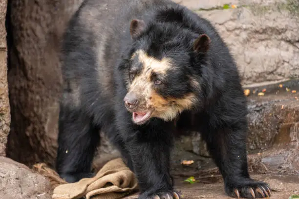 Spectacled bear (Andean bear)