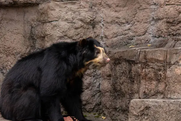 Spectacled bear (Andean bear)