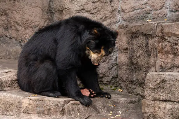 Spectacled bear (Andean bear)