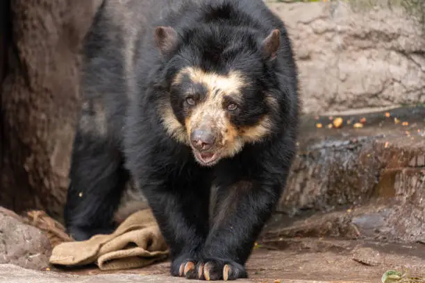 Spectacled bear