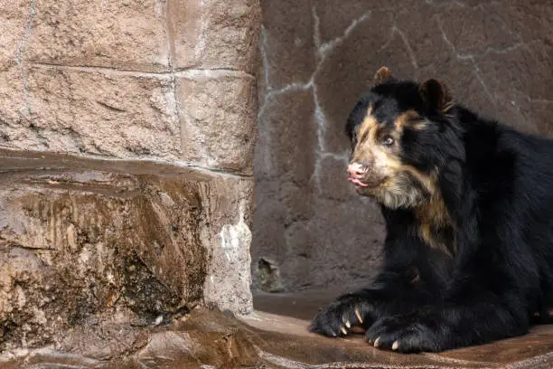 Sun bear