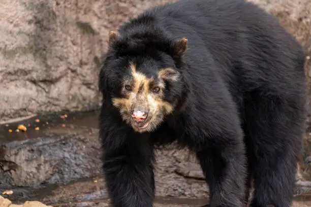 Sun bear