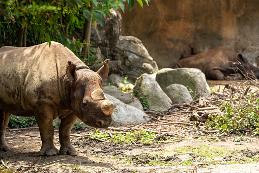 Black rhinoceros (Hooked-lipped rhinoceros)