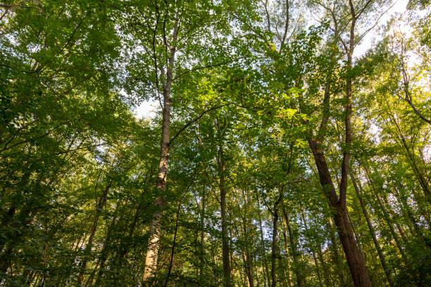 istock low angle view into treetops with blue sky in the background 1267809092