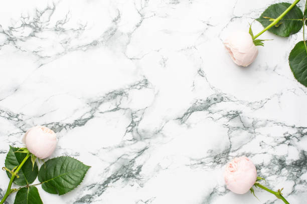 istock White roses on white and black marble background with copyspace 1267809349