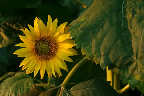 Sunflower head, and a part of its rough and hairy stem with leaves. There are visible ray flowers, unopened florets, and opened disk florets in a female phase. Pollen is released by the anthers of the disk florets.