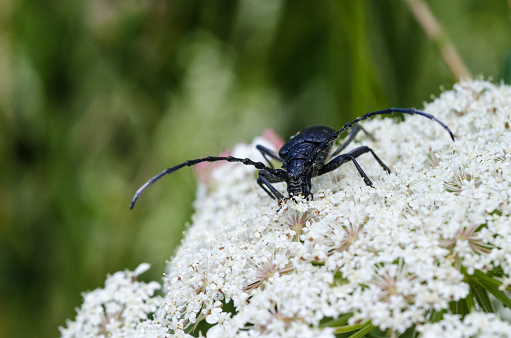 Capricorn Beetle close up on a wild carrot flower