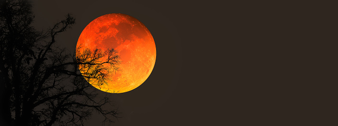 Blood Moon on Halloween night. Image of blood moon with silhouette branches of creepy tree on dark night for Halloween party invitation background.