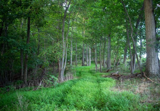 istock Gentle forest path with soft grass and green foliage 1267817507