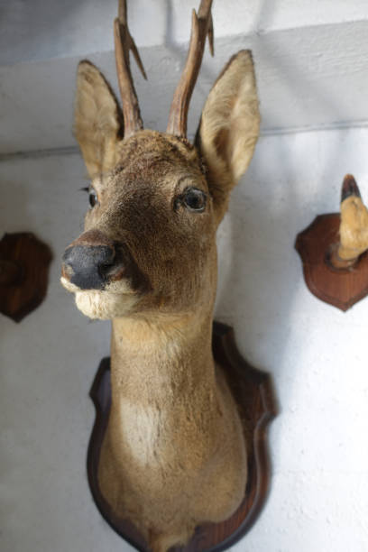 istock Stuffed and naturalized deer  Taxidermy  Hunting trophy 1267820598