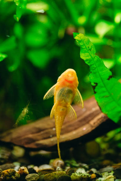 fish ancistrus ancistrus dolichopterus in a home freshwater aquarium. - ancistrus photos et images de collection