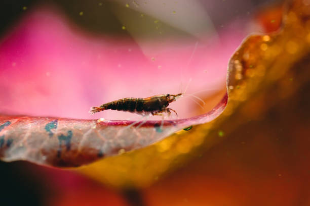 istock Big shrimp with red background in fresh water aquarium tank 1267821154