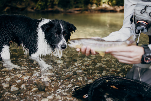 Close up shot of fisherman's hands holding live trout before release it again in fresh mountain river. Focus on beautiful Border Collie dog in the background.