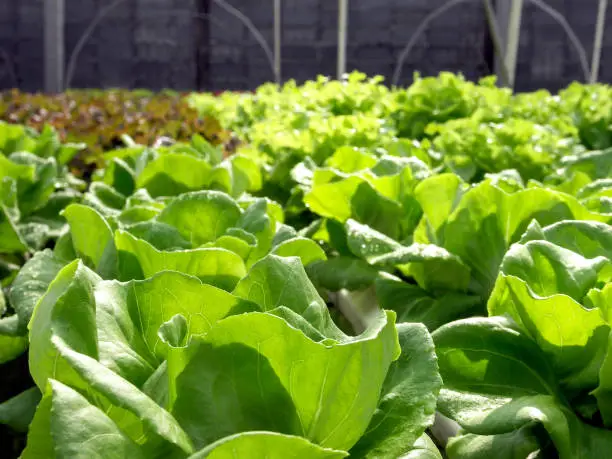 Photo of butterhead lettuce  plantation in hydroponic system.