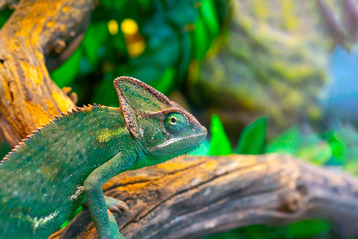 Green chameleon in the terrarium.