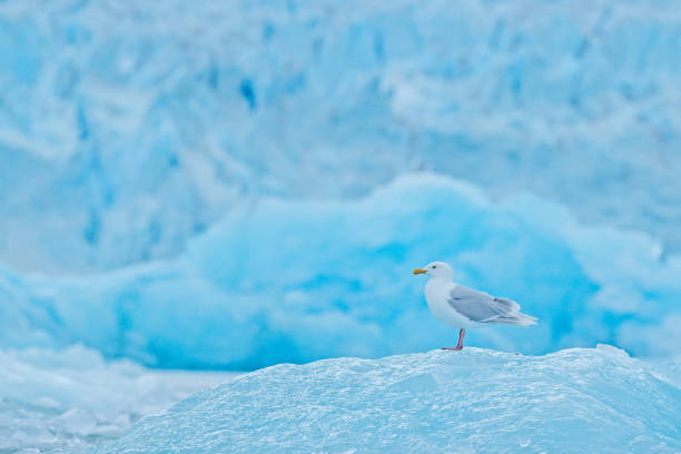 istock Glaucous gull, Larus hyperboreus on ice with snow. Seal carcass with white gull, Bird feeding blood viscera in nature habitat. Animal behavior in Arctic. 1267828711