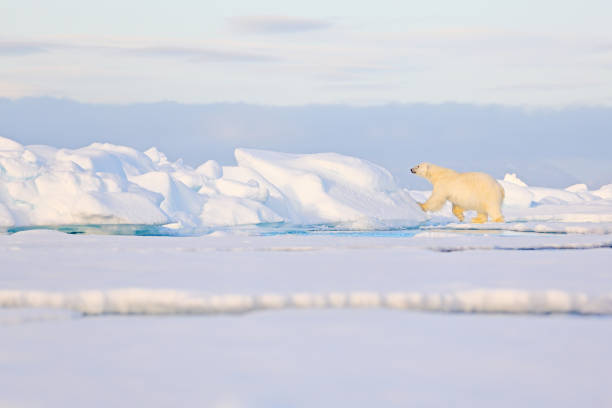 istock Two polar bears with killed seal. White bear feeding on drift ice with snow, Manitoba, Canada. Bloody nature with big animals. Dangerous baer with carcass. Arctic wildlife, animal food behaviour. 1267828760