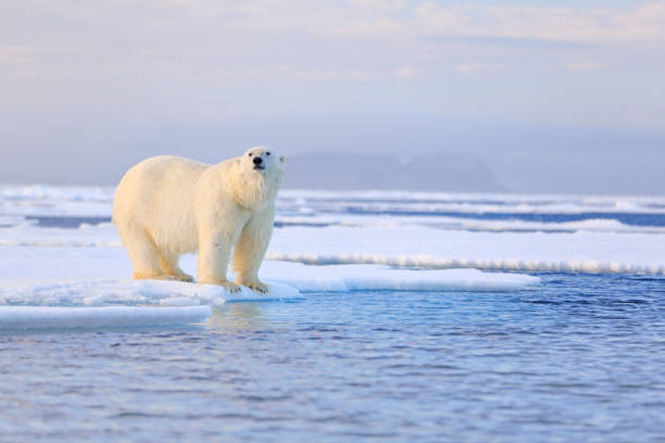 istock Two polar bears with killed seal. White bear feeding on drift ice with snow, Manitoba, Canada. Bloody nature with big animals. Dangerous baer with carcass. Arctic wildlife, animal food behaviour. 1267828764