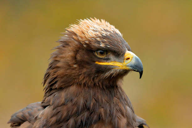 istock Steppe Eagle, Aquila nipalensis, sitting on the meadow, forest in background. Wildlife scene from nature. Detail portrait of eagle. Bird in the grass. 1267828794