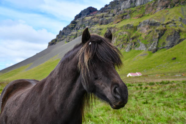 istock Icelandic ponys in the meadows 1267830957