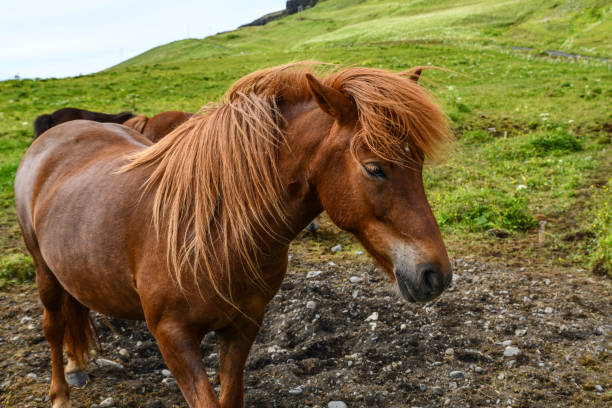 istock Icelandic ponys in the meadows 1267830971