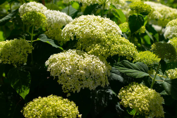 istock Flowers of a white blooming Hydrangea 1267832023