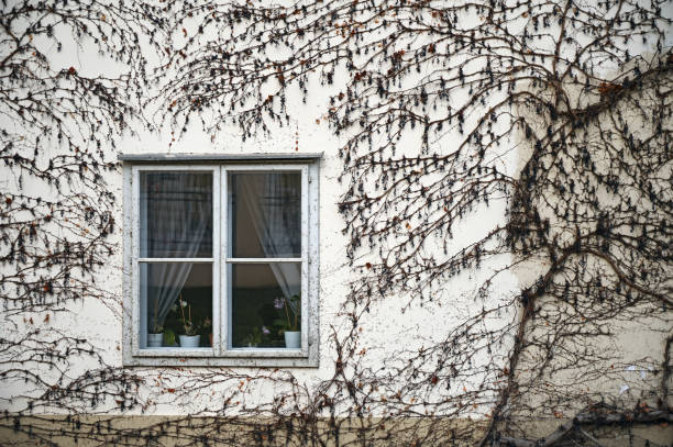 wall with wooden window and creeper plant Vienna Austria
