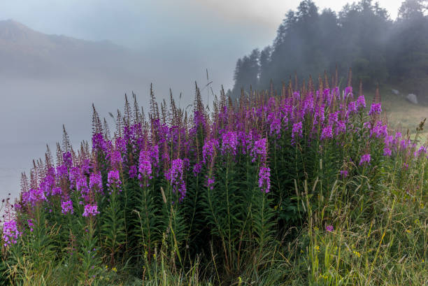 coloridas flores de algas en la orilla del lago de silvaplana en el valle de engadin al amanecer con la niebla sobre el agua - silvaplanersee fotografías e imágenes de stock