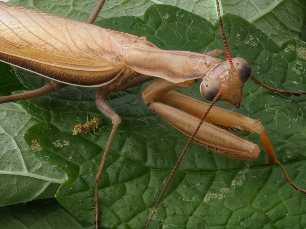 istock Close-up of a brown praying mantis 1267839892