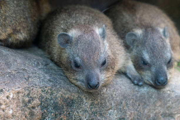 A Cape Hyrax A Cape Hyrax hyrax stock pictures, royalty-free photos & images