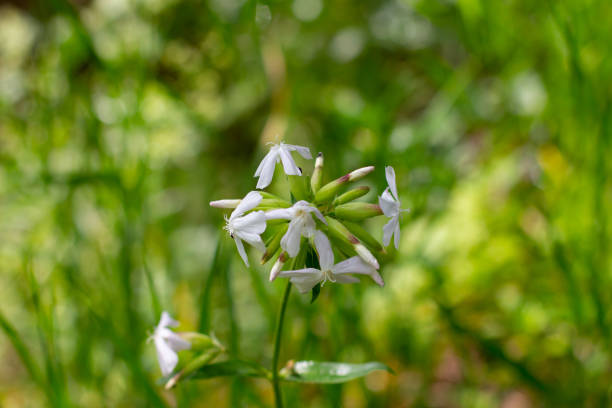 Close up of Saponaria officinalis, also called common soapwort, soapweed or Seifenkraut Close up of Saponaria officinalis, also called common soapwort, soapweed or Seifenkraut common soapwort saponaria officinalis stock pictures, royalty-free photos & images