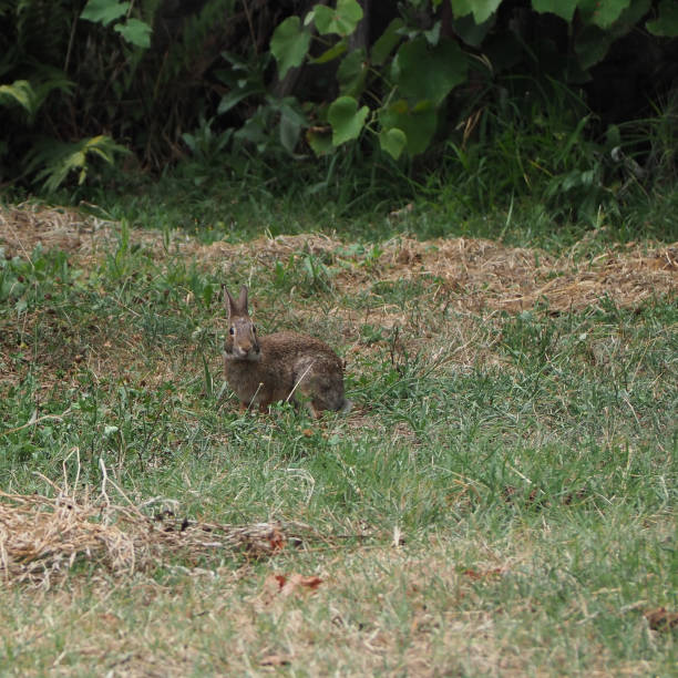 istock hare mammal animal 1267849703
